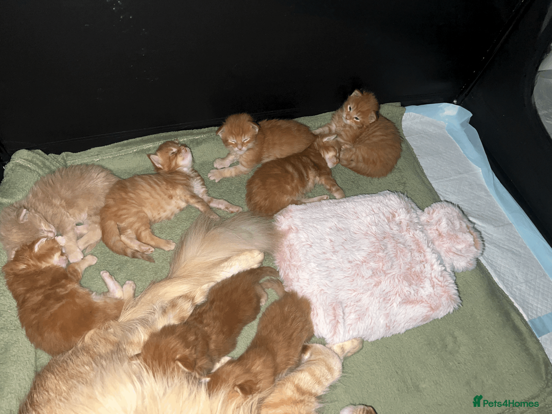 Maine Coon cats for sale: Exceptional Maine Coon Kittens - Rare Red Girls - Advert 2