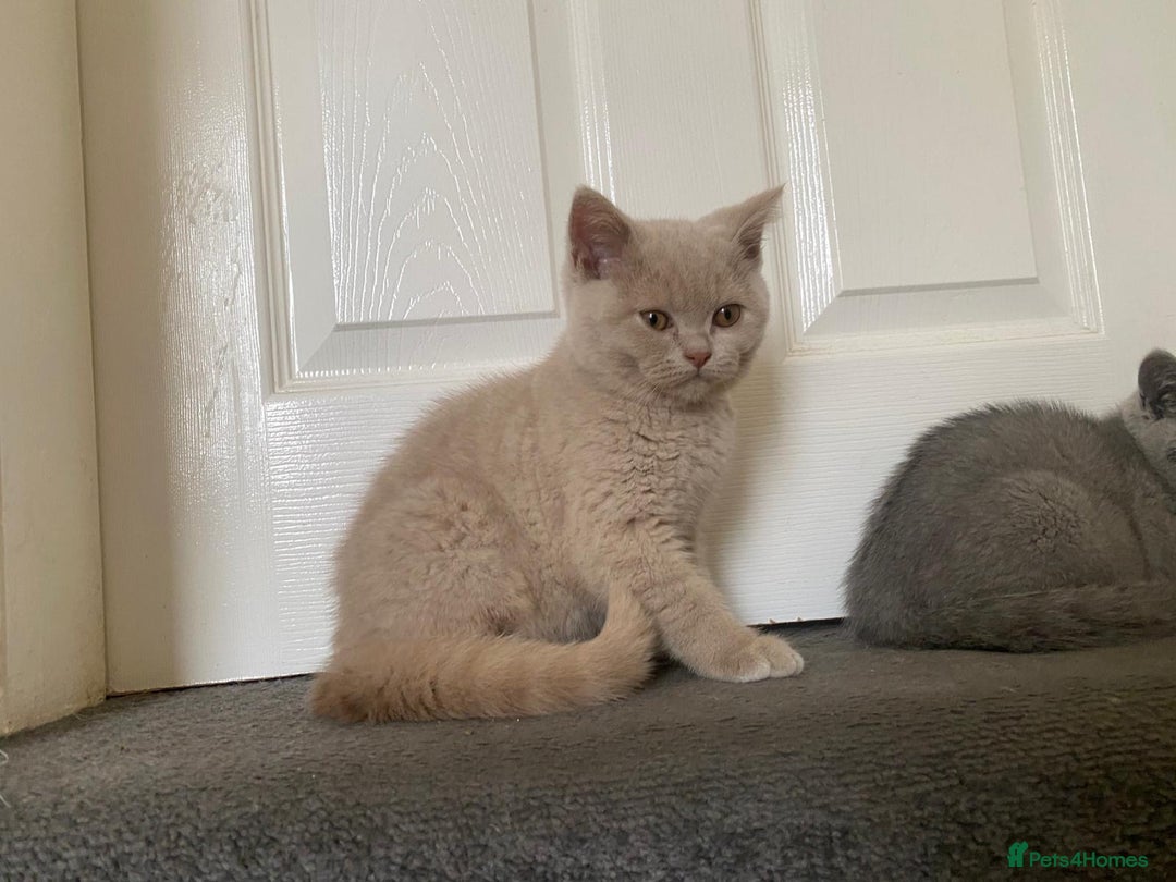 British Shorthair cats for sale: GCCF Active Championship line Blue & Lilac Kittens - Image 31