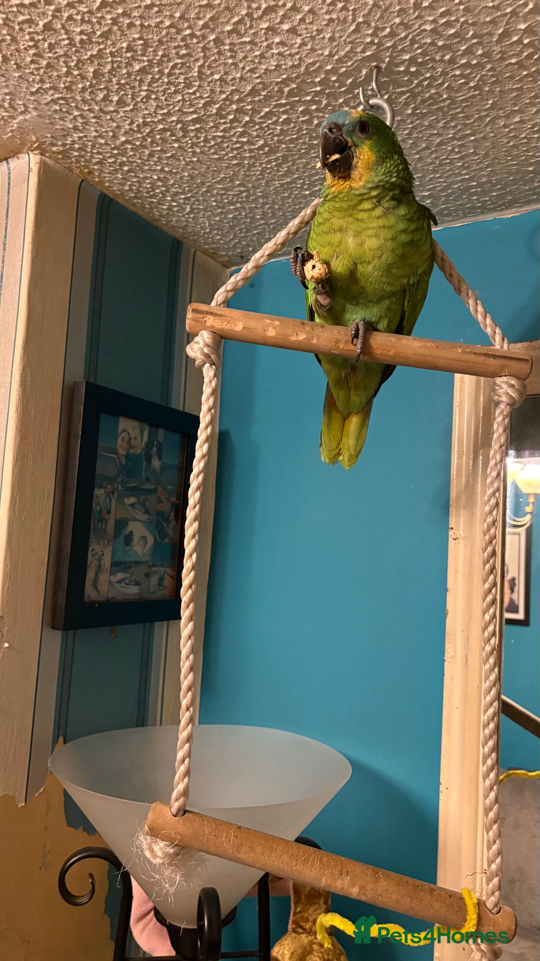 Parrots birds for sale: Beautiful blue front Amazon  - Advert 22