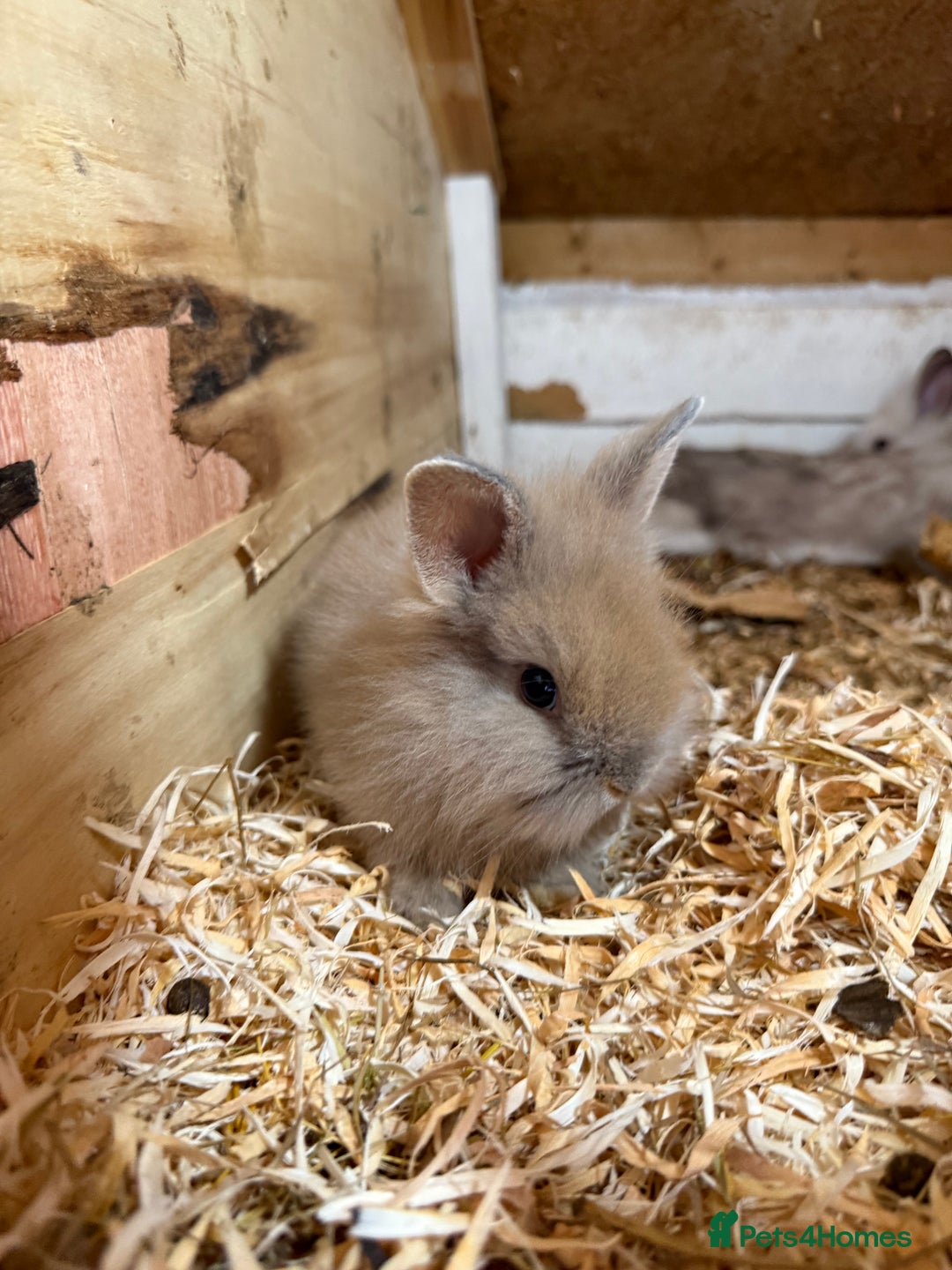 Lionhead rabbits for sale: Beautiful Double Maned Lionhead Rabbits - Image 5