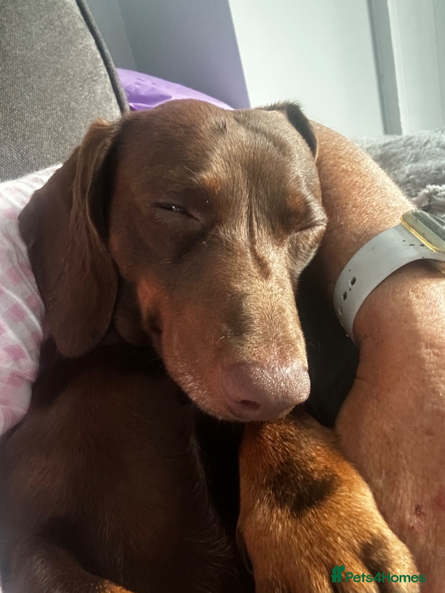 Miniature Dachshund dogs Chocolate/isabella miniature dachshund  - Advert 2
