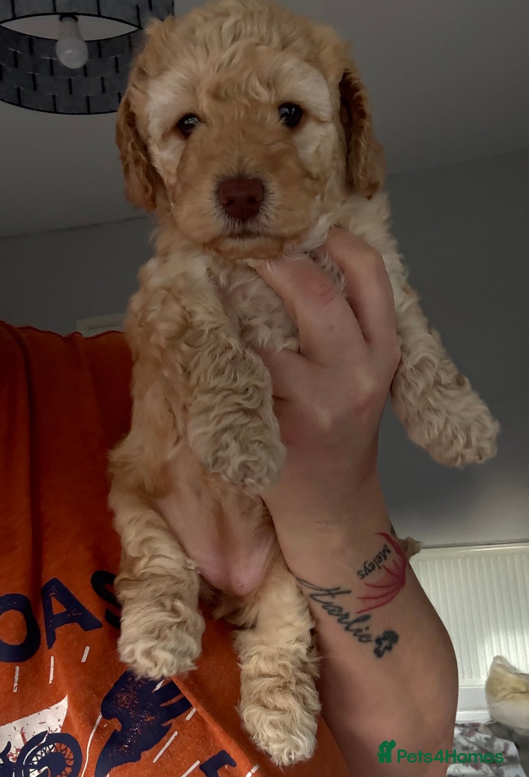 Mixed Breed dogs for sale: Poochon x Doxiepoo - Advert 3