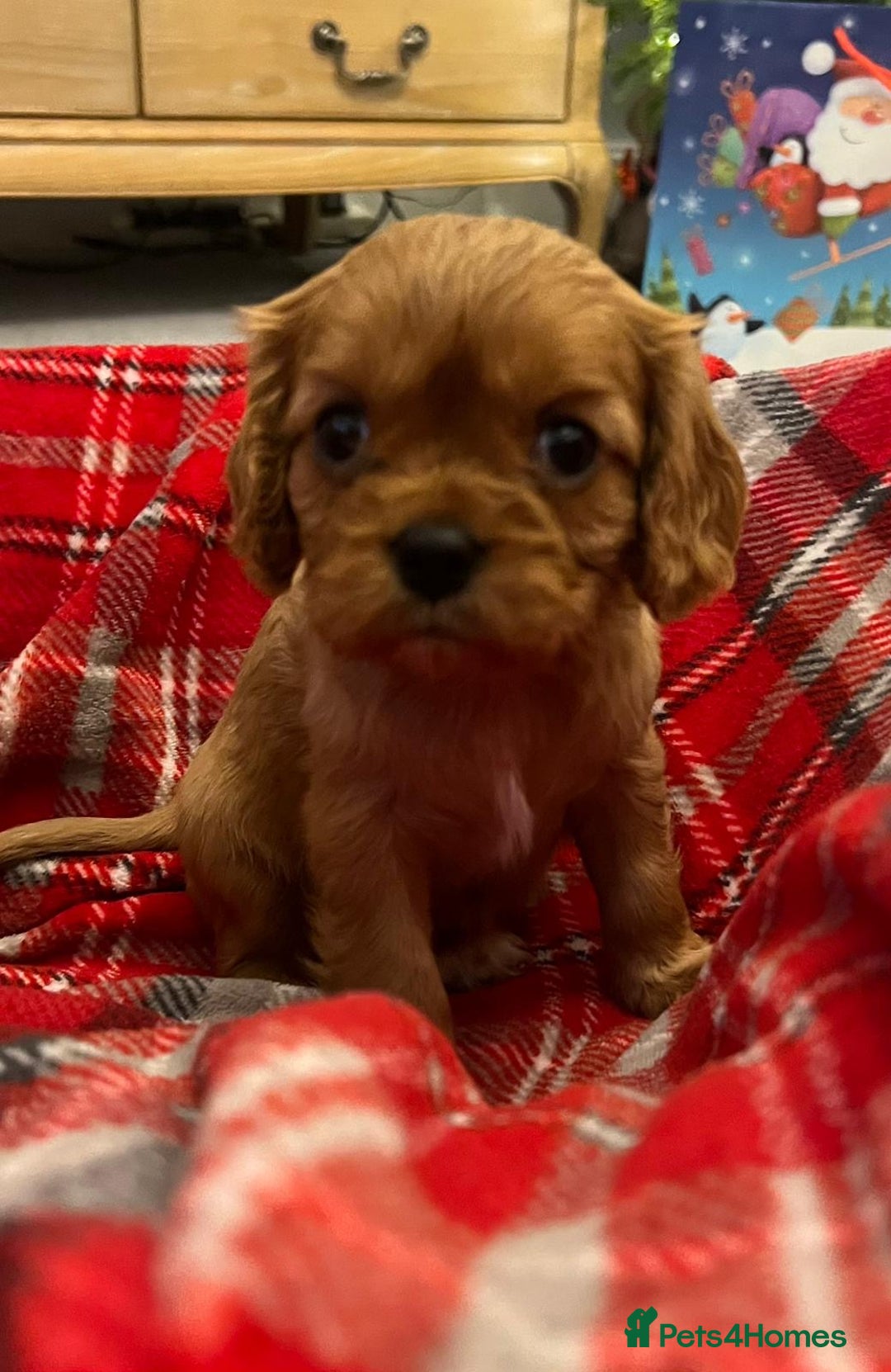 Cavalier King Charles Spaniel dogs for sale: ❤️KC REGISTERED HEALTH CLEAR CAVALIER PUPPIES❤️ - Advert 4