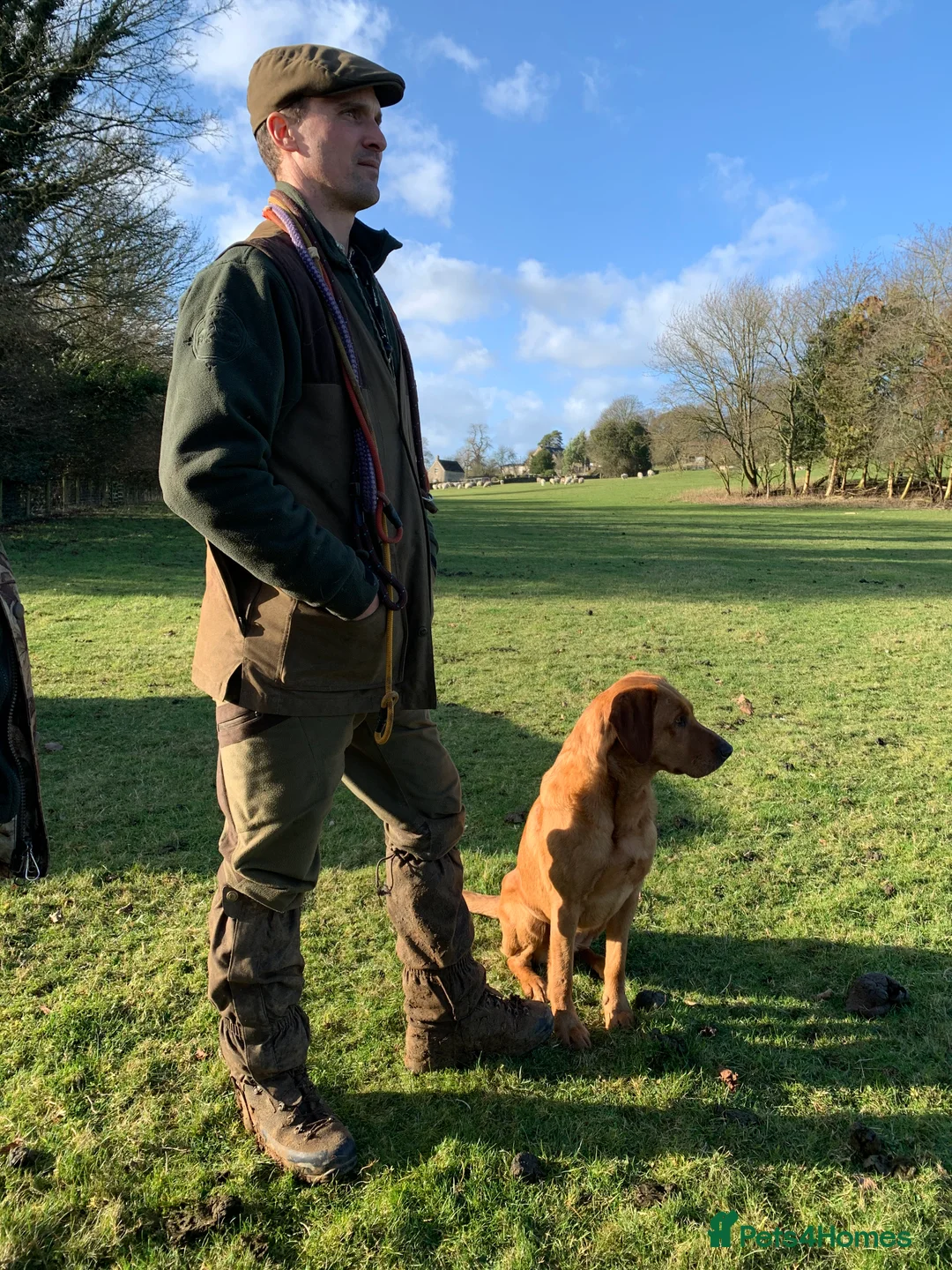 Labrador Retriever dogs for stud: Fully health tested Fox Red Labrador For Stud in Tewkesbury - Advert 6