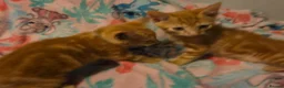 Mixed Breed cats for sale: 7 beautiful kittens - Advert 7