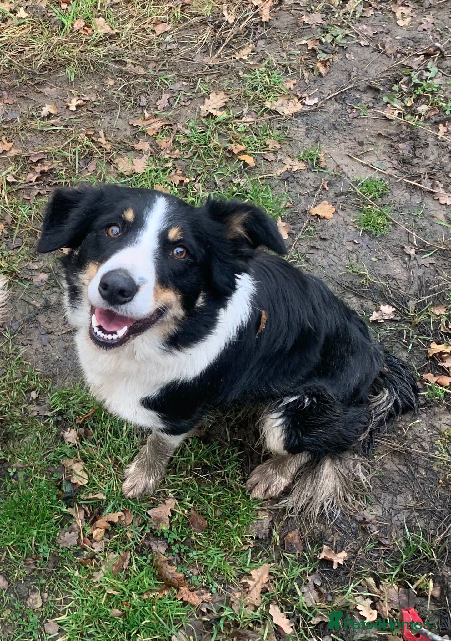 Border Collie dogs Black/ White & Tan Health Tested - Advert 1