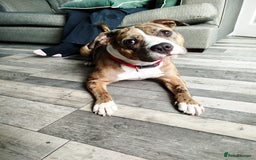 Mixed Breed dogs for sale: Staffordshire bull terrier  - Image 1