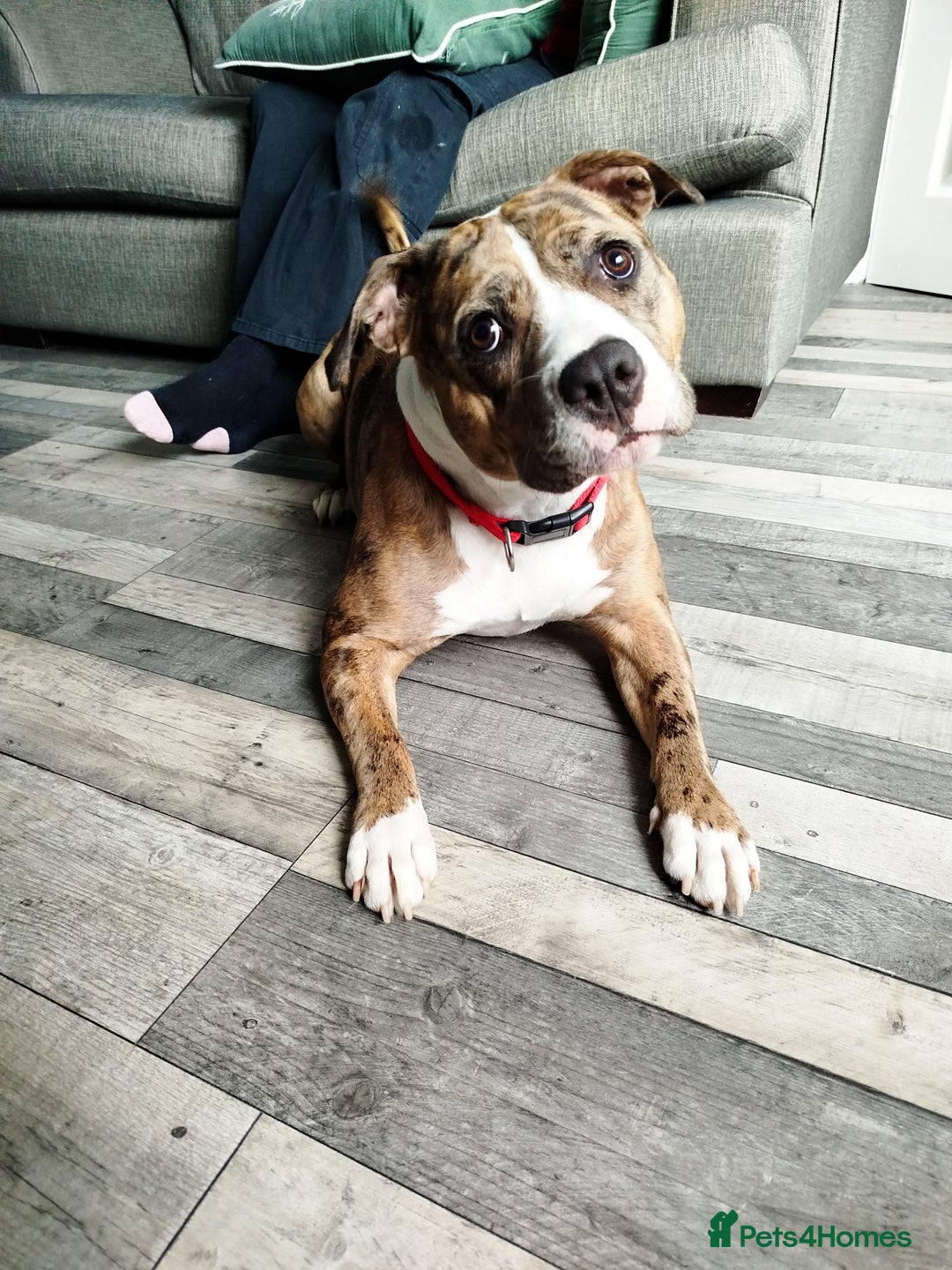 Mixed Breed dogs for sale: Staffordshire bull terrier  - Image 1