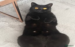 British Shorthair cats for sale: Reduced affectionate Solid Black British shorthair - Image 8
