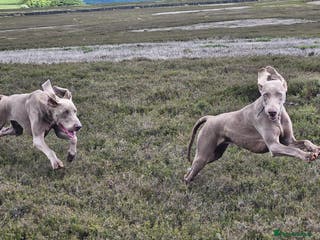Weimaraner dogs GORGEOUS KC REGISTERED WEIMARANER STUD - Advert 1