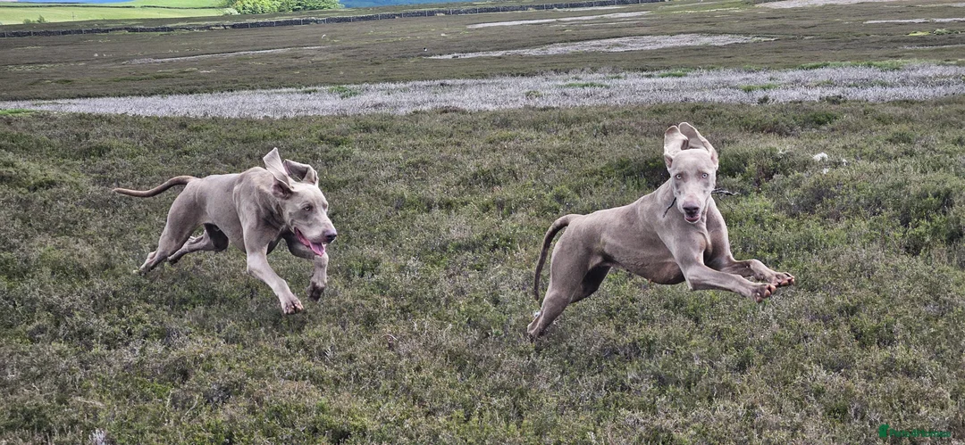 Weimaraner dogs for stud: GORGEOUS KC REGISTERED WEIMARANER STUD - Advert 1