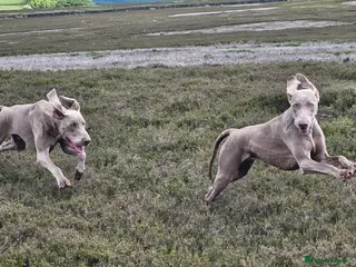 Weimaraner dogs GORGEOUS KC REGISTERED WEIMARANER STUD - Advert 1
