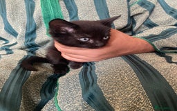 Turkish Angora cats for sale: 3 beautiful kittens ready to find a loving home  - Image 6
