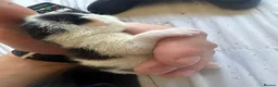 Mixed Breed cats for sale: 5 Cute kittens 🐈 - Advert 4