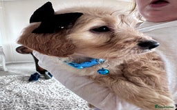 Mixed Breed dogs for sale: Beautiful Sproodle puppies stunning  - Image 15