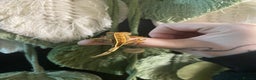 Gecko reptiles for sale: Crested Gecko babies - Advert 8