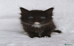 Ragdoll cats for sale: Gorgeous Rare Ragdoll Kittens  - Image 9