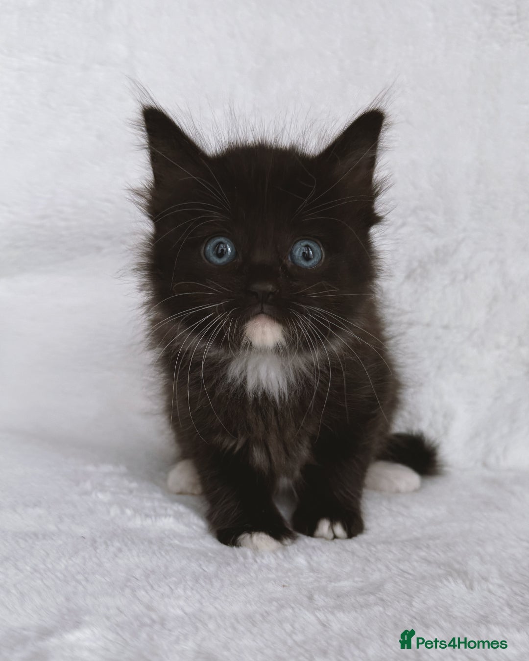Ragdoll cats for sale: Gorgeous Rare Ragdoll Kittens  - Image 9