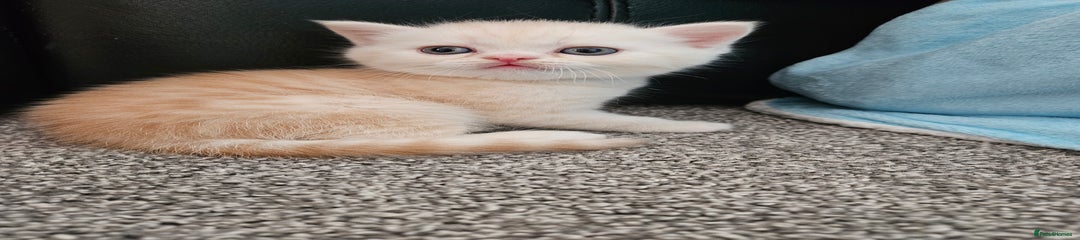 Scottish Fold Kitten 2