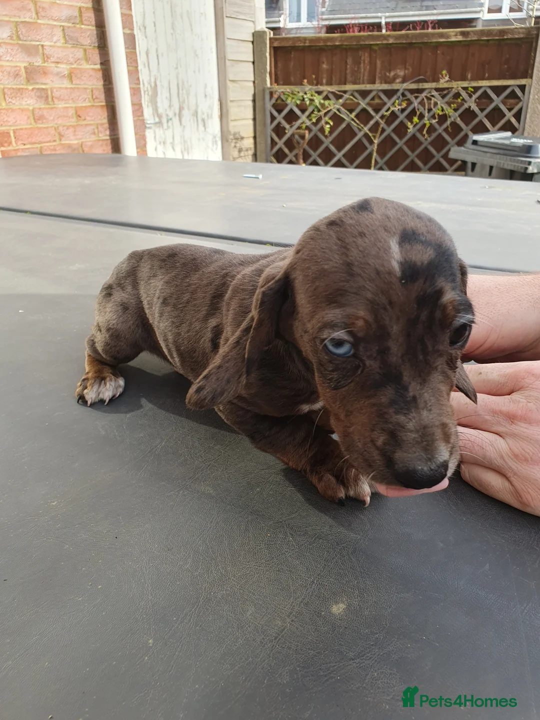 Mixed Breed dogs for sale: Puppies for sale - Advert 4