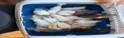 Rat rodents for sale: Dwarf Rats in Nottingham - Advert 2