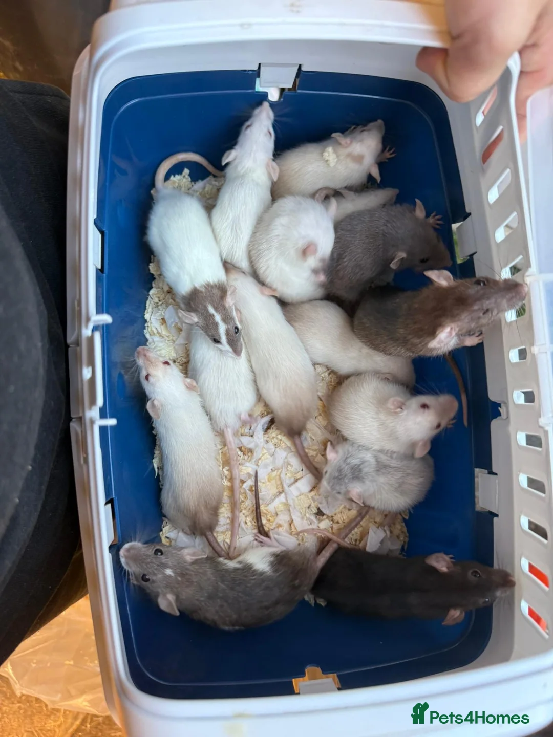 Rat rodents for sale: Dwarf Rats in Nottingham - Advert 2