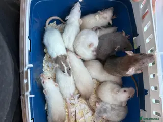 Rat rodents Dwarf Rats - Advert 2