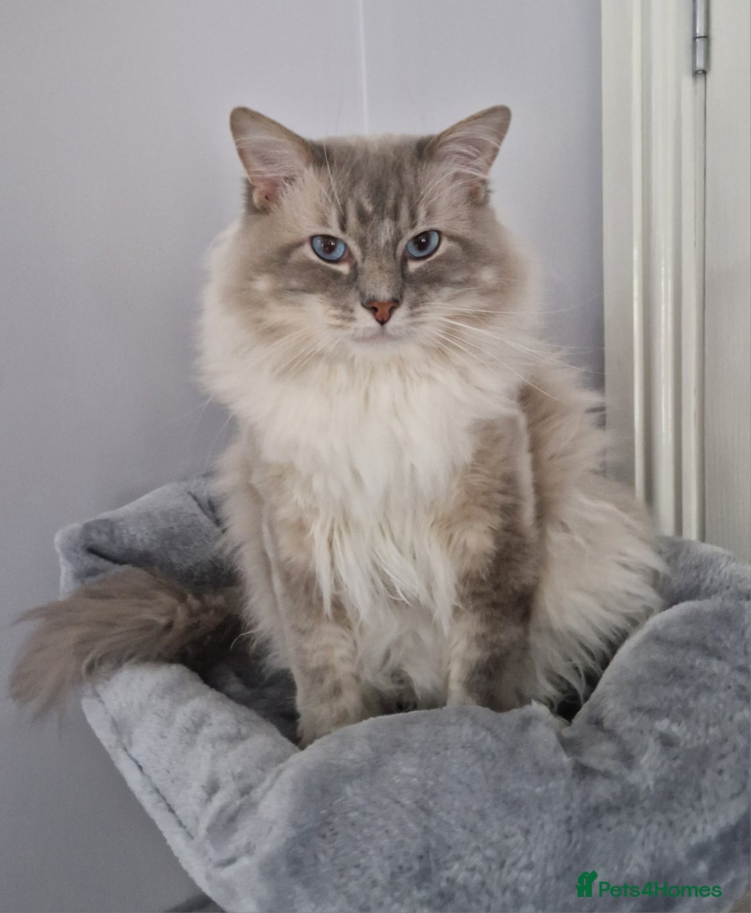 Ragdoll cats for stud: Handsome blue lynx Ragdoll for stud in Bathgate - Image 2