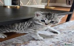 British Shorthair cats for sale: Bsh x Persian  - Image 3