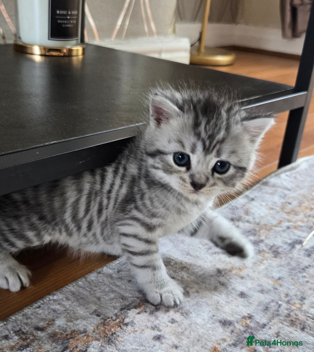 British Shorthair cats for sale: Bsh x Persian  - Image 3