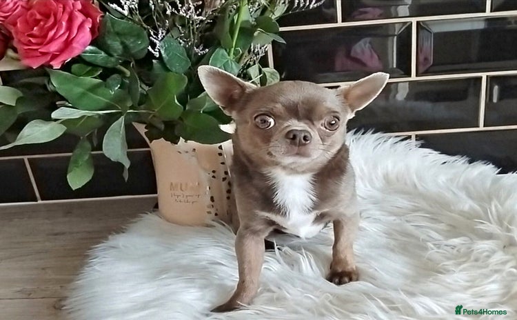 Chihuahua dogs - Advert 1