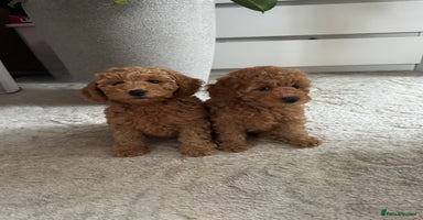 Toy Poodle dogs - Advert 15