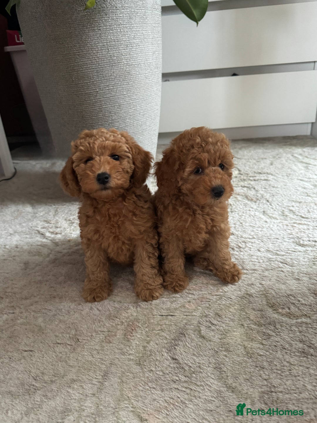 Toy Poodle dogs for sale: 🐶 Toy Poodle Puppy Girl–Ready for the home! - Image 4