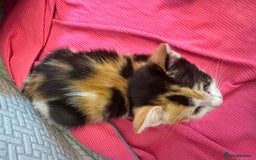 Mixed Breed cats for sale: 2 and half month old kittens for adoption! - Image 4