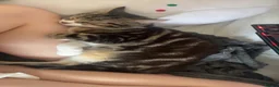 Mixed Breed cats for sale: 9 month old tabby kitten ready to leave now in Blackpool - Advert 4