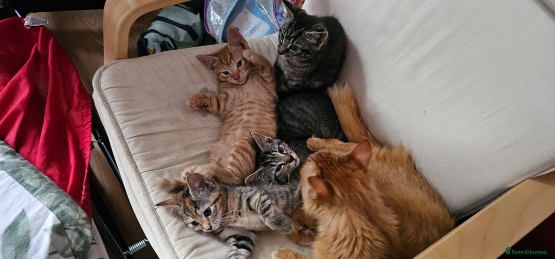 Mixed Breed cats for sale: 2 tabby males are available and ready for new home in Bristol - Image 4