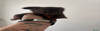 Chihuahua 4