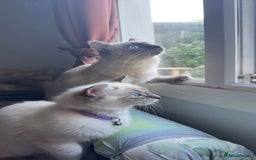 Ragdoll cats for sale: Ragdolls for sale - Image 3