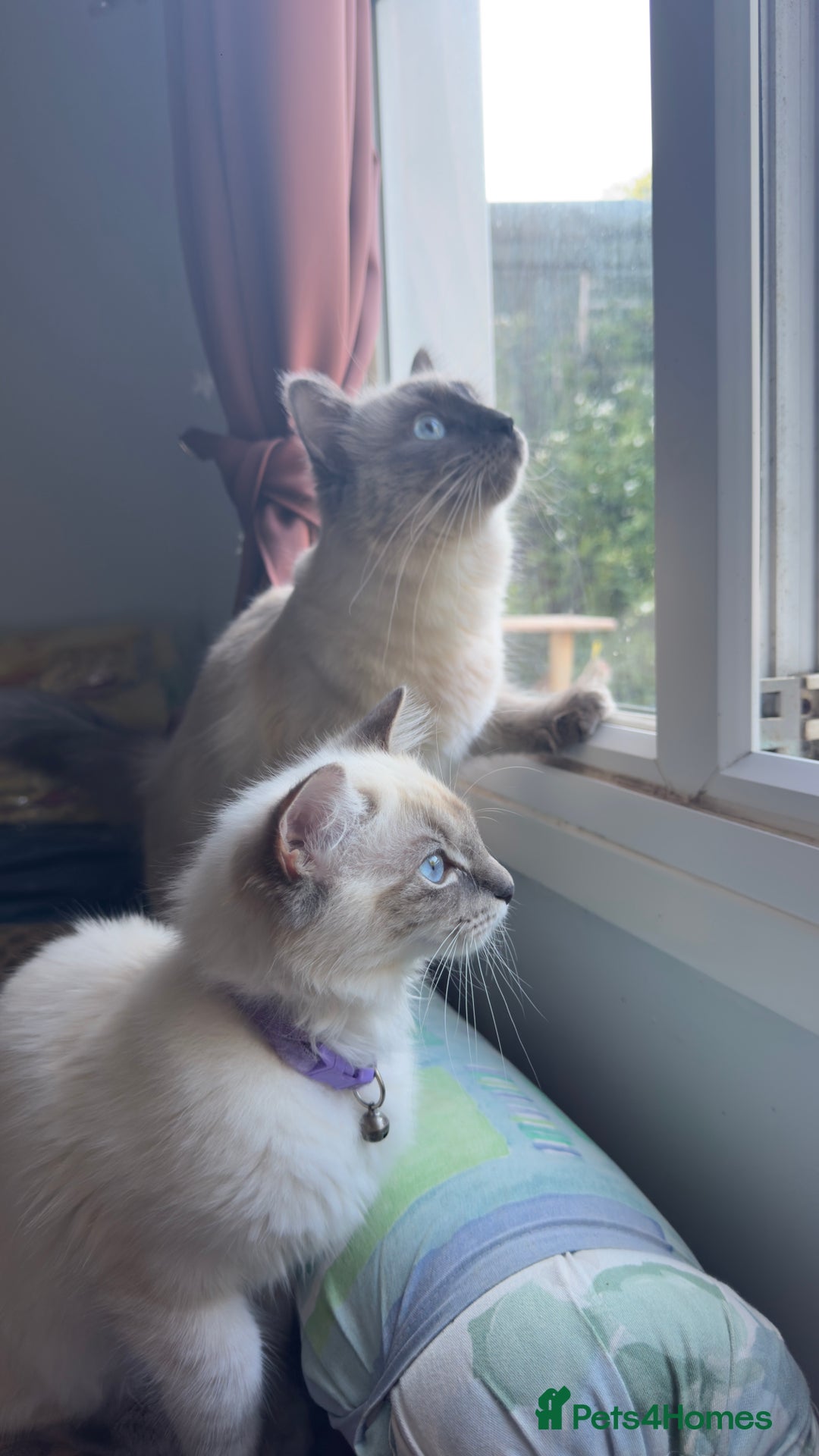 Ragdoll cats for sale: Ragdolls for sale - Image 3