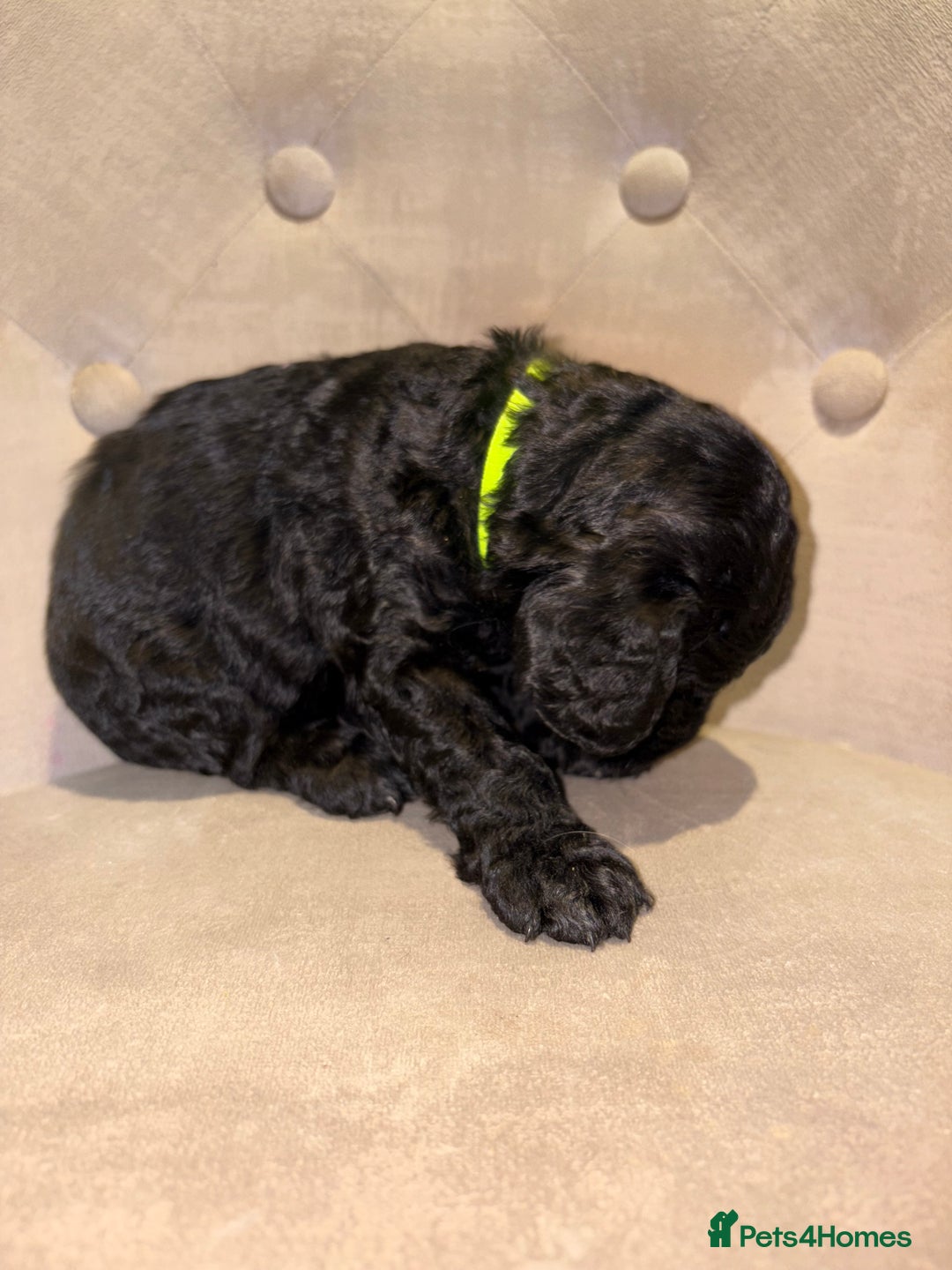 Cockapoo dogs for sale: Beautiful litter of Cockapoo pups - Advert 12
