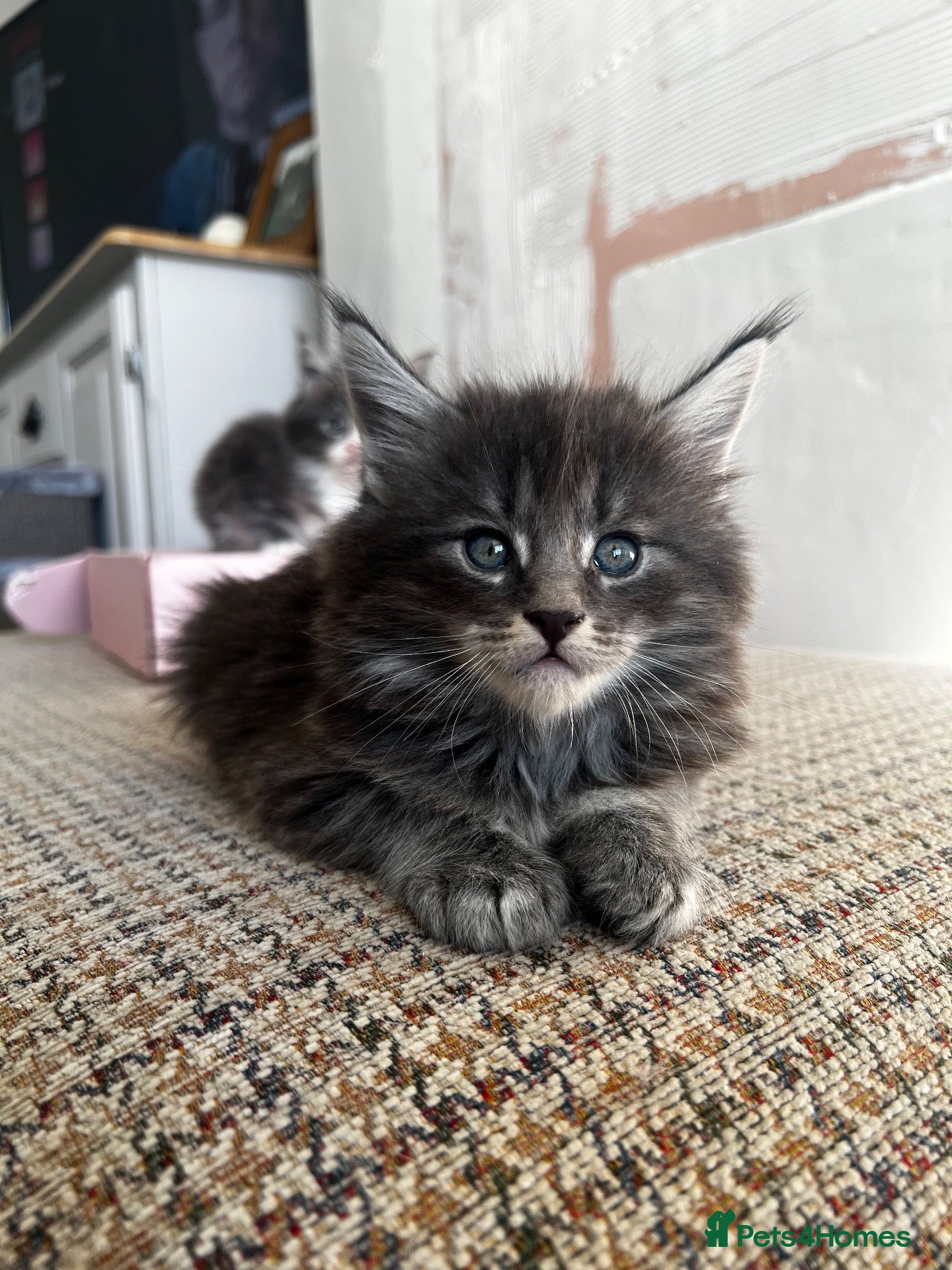 Maine Coon cats TICA Registered Chunky main coons 🩷🩷🩷💙 - Advert 8