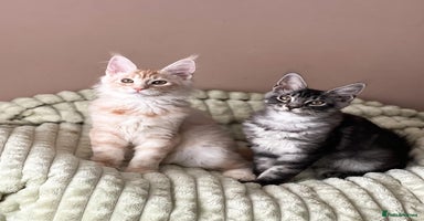 Maine Coon cats - Advert 13