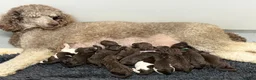 Goldendoodle dogs for sale: Standard F1bb Goldendoodles - three females only  in Ramsgate - Advert 2
