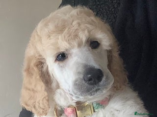 Standard Poodle dogs - Advert 1