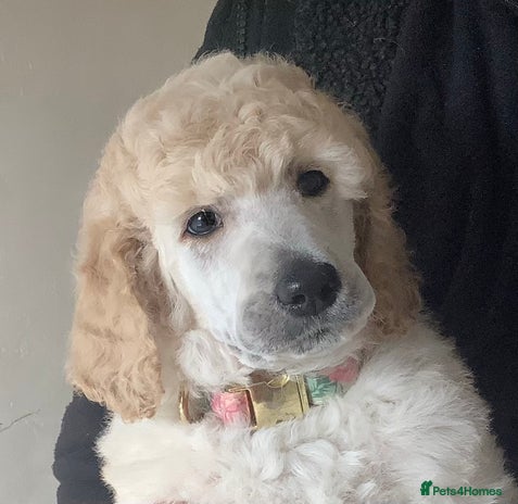 Standard Poodle dogs - Advert 7