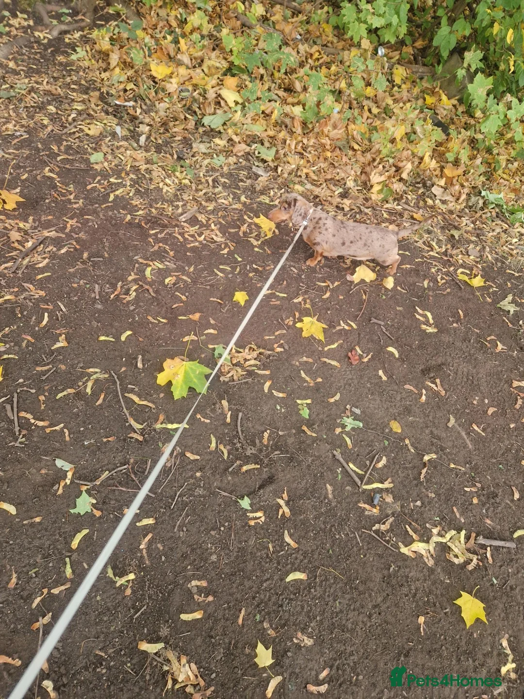 Miniature Dachshund dogs for sale: Dapper miniature dachshund  in Batley - Advert 2