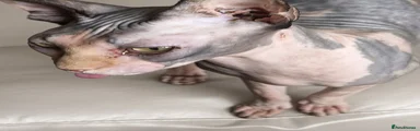 Sphynx 1
