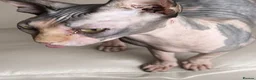 Sphynx cats for sale:  Beautiful Canadian Sphynx Female  - Advert 2
