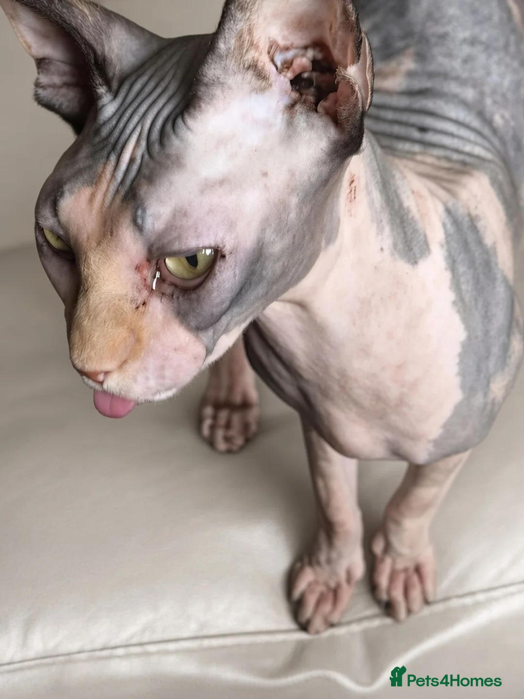 Sphynx cats for sale:  Beautiful Canadian Sphynx Female  - Advert 2