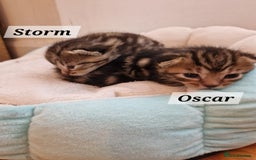 Mixed Breed cats for sale: 2 cute boys Russian blue and Bengal mix  - Advert 8
